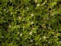 Crassula helmsii 6, Watercrassula, Saxifraga-Jan van der Straaten