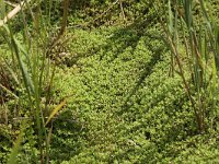 Crassula helmsii 7, Watercrassula, Saxifraga-Peter Meininger