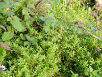 Crassula helmsii 8, Watercrassula, Saxifraga-Rutger Barendse