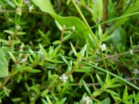 Crassula helmsii 9, Watercrassula, Saxifraga-Rutger Barendse