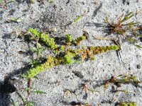 Crassula tillaea 11, Mosbloempje, Saxifraga-Rutger Barendse