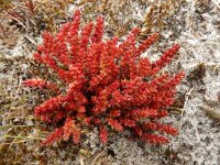 Crassula tillaea 12, Mosbloempje, Saxifraga-Ed Stikvoort