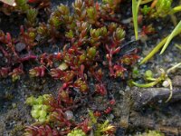 Crassula tillaea 2, Mosbloempje, Saxifraga-Jelle van Dijk