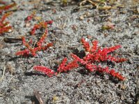 Crassula tillaea 4, Mosbloempje, Saxifraga-Ed Stikvoort