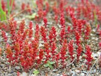 Crassula tillaea 5, Mosbloempje, Saxifraga-Ed Stikvoort