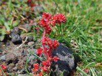 Crassula tillaea 7, Mosbloempje, Saxifraga-Ed Stikvoort