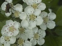 Crataegus laevigata 1, Tweestijlige meidoorn, Saxifraga-Jan van der Straaten