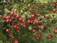 Crataegus laevigata 10, Tweestijlige meidoorn, Saxifraga-Jan van der Straaten