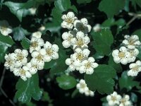 Crataegus laevigata 13, Tweestijlige meidoorn, Saxifraga-Jan van der Straaten