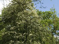 Crataegus laevigata 14, Tweestijlige meidoorn, Saxifraga-Jan van der Straaten