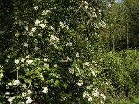 Crataegus laevigata 15, Tweestijlige meidoorn, Saxifraga-Jan van der Straaten