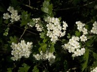 Crataegus laevigata 16, Tweestijlige meidoorn, Saxifraga-Jan van der Straaten