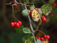 Crataegus laevigata 17, Tweestijlige meidoorn, Saxifraga-Hans Dekker
