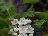 Crataegus laevigata 2, Tweestijlige meidoorn, Saxifraga-Willem van Kruijsbergen
