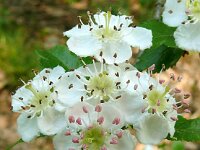 Crataegus laevigata 26, Tweestijlige meidoorn, Saxifraga-Hans Grotenhuis