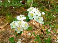 Crataegus laevigata 27, Tweestijlige meidoorn, Saxifraga-Hans Grotenhuis