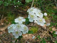 Crataegus laevigata 28, Tweestijlige meidoorn, Saxifraga-Hans Grotenhuis