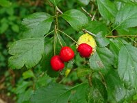 Crataegus laevigata 29, Tweestijlige meidoorn, Saxifraga-Hans Grotenhuis