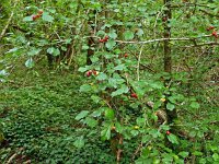 Crataegus laevigata 30, Tweestijlige meidoorn, Saxifraga-Hans Grotenhuis