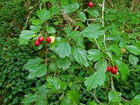 Crataegus laevigata 31, Tweestijlige meidoorn, Saxifraga-Hans Grotenhuis