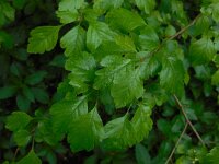 Crataegus laevigata 32, Tweestijlige meidoorn, Saxifraga-Ed Stikvoort
