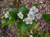 Crataegus laevigata 33, Tweestijlige meidoorn, Saxifraga-Ed Stikvoort