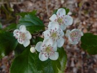 Crataegus laevigata 34, Tweestijlige meidoorn, Saxifraga-Ed Stikvoort