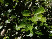 Crataegus laevigata 35, Tweestijlige meidoorn, Saxifraga-Ed Stikvoort