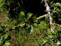 Crataegus laevigata 36, Tweestijlige meidoorn, Saxifraga-Ed Stikvoort