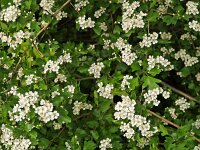 Crataegus laevigata 5, Tweestijlige meidoorn, Saxifraga-Hans Dekker