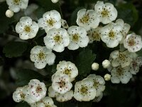 Crataegus laevigata 6, Tweestijlige meidoorn, Saxifraga-Jan van der Straaten