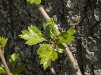 Crataegus laevigata 7, Tweestijlige meidoorn, Saxifraga-Jan van der Straaten