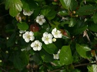 Crataegus laevigata 8, Tweestijlige meidoorn, Saxifraga-Dirk Hilbers