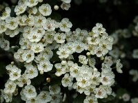 Crataegus laevigata 9, Tweestijlige meidoorn, Saxifraga-Jan van der Straaten
