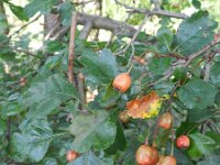 Crataegus laevigata ssp palmstruchii 18, Saxifraga-Rutger Barendse
