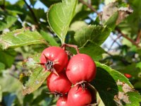 Crataegus persimilis 3, Saxifraga-Rutger Barendse
