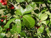 Crataegus persimilis 4, Saxifraga-Rutger Barendse