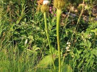 Crepis bocconei 6, Saxifraga-Jasenka Topic