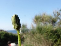 Crepis bulbosa 1, Saxifraga-Jasenka Topic