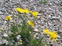 Crepis chondrilloides