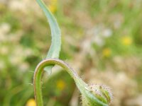 Crepis foetida 17, Stinkend streepzaad, Saxifraga-Rutger Barendse