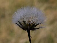Crepis foetida 9, Stinkend streepzaad, Saxifraga-Peter Meininger