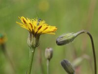 Crepis foetida ssp foetida 21, Stinkend streepzaad, Saxifraga-Rutger Barendse