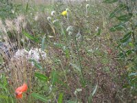Crepis foetida ssp rhoeadifolia 23, Saxifraga-Rutger Barendse