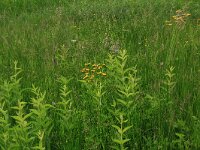 Crepis paludosa 13, Moerasstreepzaad, Saxifraga-Hans Boll