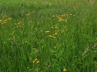 Crepis paludosa 15, Moerasstreepzaad, Saxifraga-Hans Boll