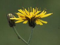 Crepis paludosa 2, Moerasstreepzaad, Saxifraga-Peter Meininger