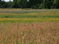 Crepis paludosa 21, Moerasstreepzaad, Saxifraga-Hans Boll