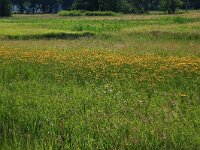 Crepis paludosa 22, Moerasstreepzaad, Saxifraga-Hans Boll