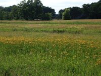 Crepis paludosa 23, Moerasstreepzaad, Saxifraga-Hans Boll